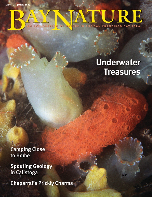 Product Description: Bay Nature Spring 2003