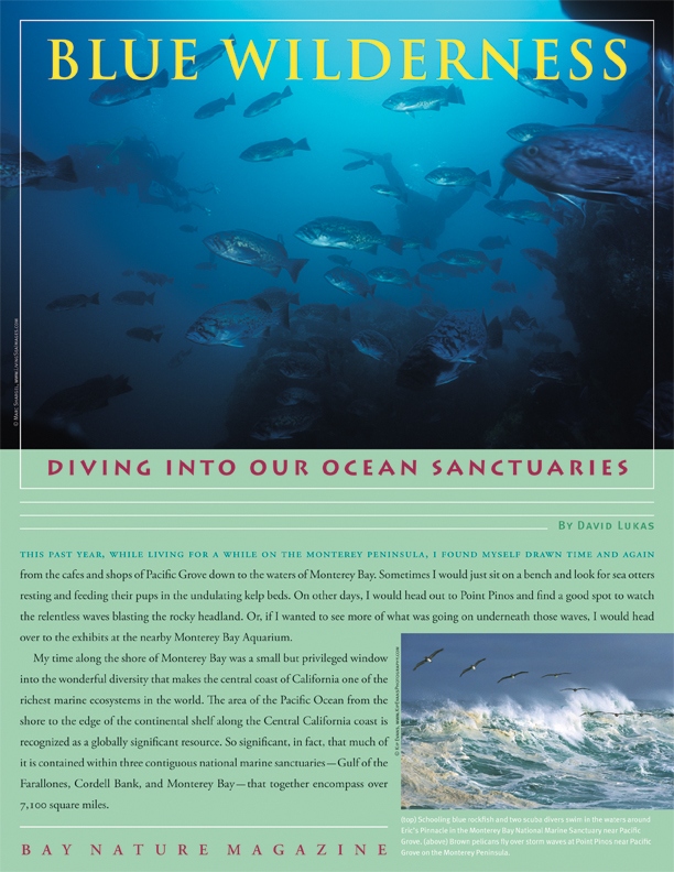 Product Description: Where in the Bay Area might you find both the smallest and the largest animals on the planet? In the ocean waters off our shore, where the upwelling of cold nutrient-rich water feeds a most spectacular gathering of wildlife, from tiny one-celled phytoplankton to 100-foot-long kelp strands to 85-foot-long blue whales. But despite the ocean's vastness and diversity, it has not escaped the impact of a growing human population along its edge. Fortunately, a tidal wave of action by ocean advocates is now leading to stronger protections for our state's marine ecosystems.</br></br>To purchase supplements in bulk, please contactjenny@baynature.orgor call 510-528-8550 x100.</br> Blue Wilderness: Diving into our Ocean Sanctuaries