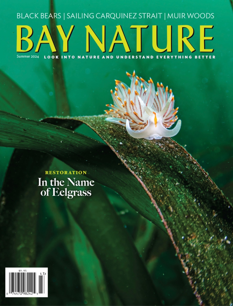 Bay Nature Summer 2024