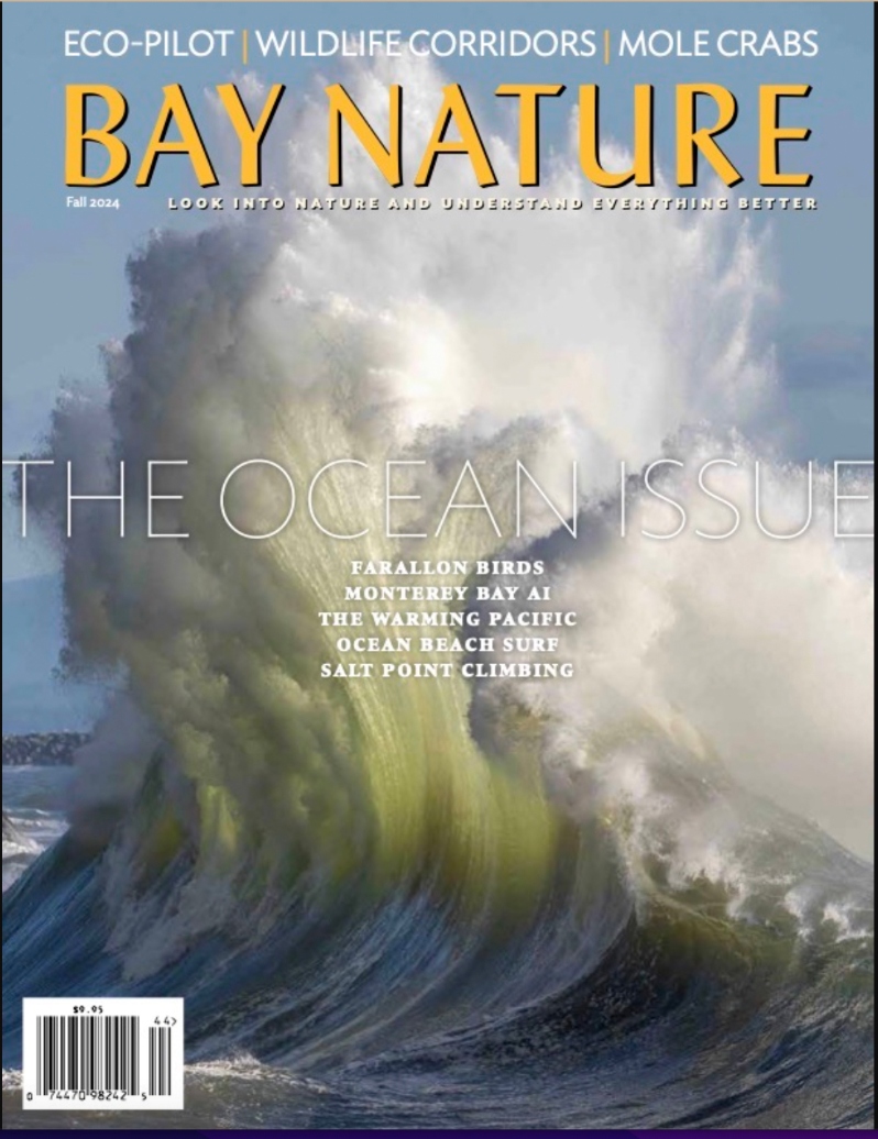 Product Description: The Ocean Issue, our saltiest rag to date, from guest editors Eric Simons and Tessa Hill. We take a boat ride to see teeming birds at the Farallones, explore the deep sea with ROVs and AI, consider how marine life is faring in hot water, and meet thousands of buoys sending us ocean intel. We bend down to meet the mole crab, a master hustler, and learn some wave physics. We commune with rocks at Salt Point. We soar over the Bay.</br></br>Cover photograph by Jeffrey Rich.</br> Bay Nature Fall 2024