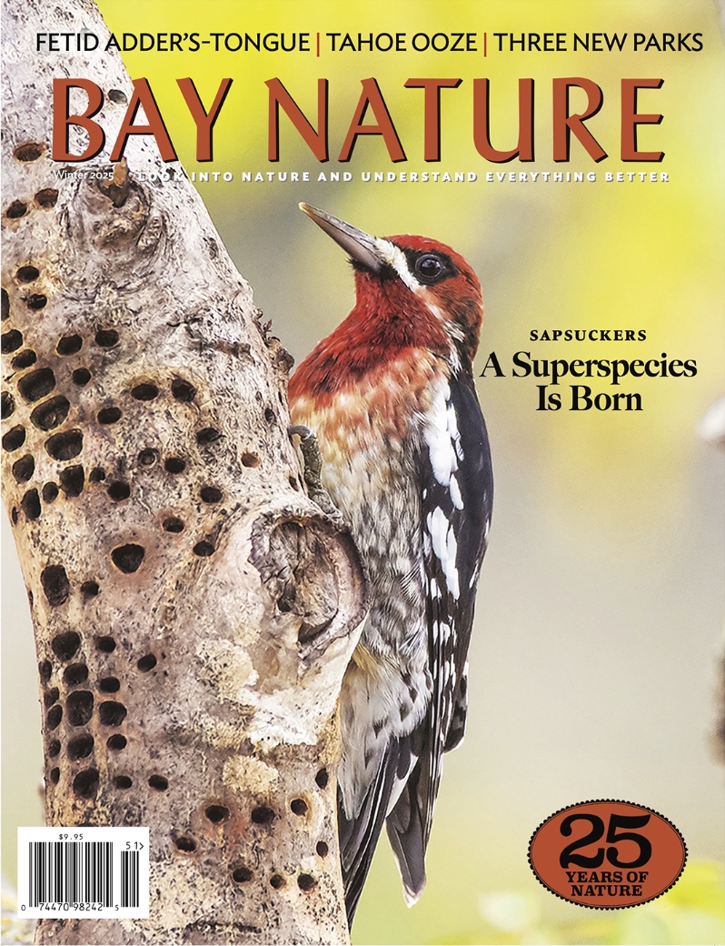 Product Description: Tap-tap-tap-tap-tap! This winter, we tap a sapsucker expert to explain how these specialized well-drillers are speciating in our midst. We drive up to Lake Tahoe to paddle through algae and invasive weeds that seem to be in cahoots. We peer into livestock ponds, and head to three new Bay Area parks. We consider a community of cats. We learn how to read the wind by the waves, like sailors, and how to distinguish our local warblers. We spy some adder's-tongues in the dark redwood understory. Plus: the conversations of sperm whales, gulls, and convergent lady beetles.</br></br>Cover photo by Jerry Ting</br> Bay Nature Winter 2025