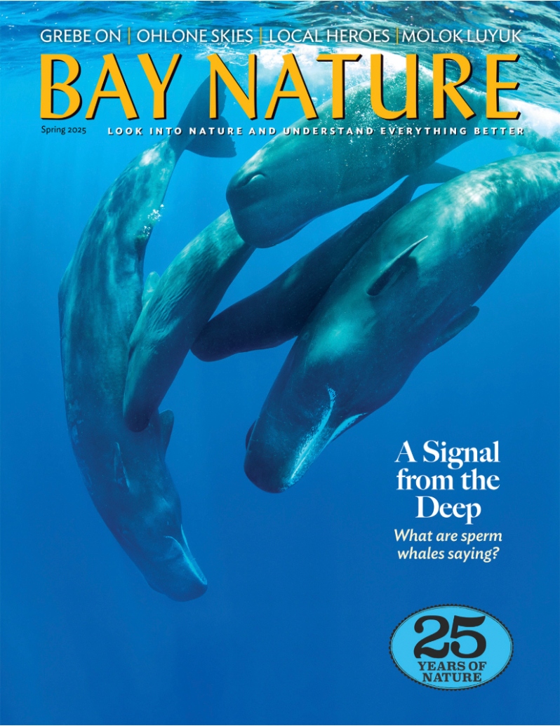 Product Description: In this issue, we swim down to the depths of Monterey Canyon (with our ears, at least) to listen to sperm whales, whose utterances scientists are just beginning to understand. We celebrate 15 years of Local Hero Awards. We visit Molok Luyuk, one of California’s most biodiverse places. We go out with a professional puma-poop-sniffer; we ogle grebes that are looking for love. We look up at our night skies through Ohlone eyes. Plus: why cutting down redwoods is sometimes a good thing, and a disco in a tidepool.</br></br>Cover photo by Franco Banfi/NPL/Minden Pictures.</br> Bay Nature Spring 2025