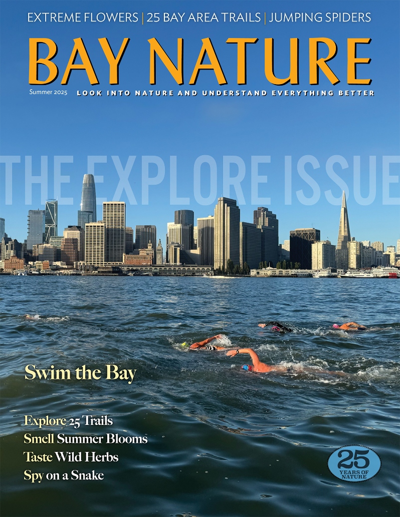Product Description: Go exploring! In this special issue, we aim to help you get out to every corner of the Bay—and use all your senses. We plunge into saltwater to swim with its aquatic inhabitants. We nosh on wild herbs. We get tips for spying on snakes and for finding accessible trails. We meet the flowers that, for some reason, opt to bloom in summer. From our archives, we dig up 25 trail tales for our 25th anniversary, and we check in on the area’s most ambitious regional trail projects. Plus: jumping spiders, beaver signs, klepto gulls, and how trails shape us.</br></br>Cover photo bySylvia Lacock, Pacific Open Water Swim Co.</br> Bay Nature Summer 2025