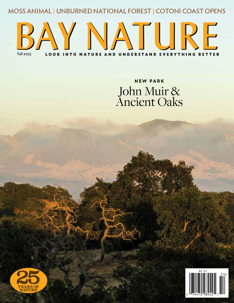 Product Description: Can California’s forests survive the next Dixie Fire? This fall, we travel to the as-yet-unburned parts of the Plumas National Forest to investigate where federal wildfire money is going. We peer under docks at a feathery fouler. We tour gardens where immigrants are blending ecologies into a new sense of home. We hike one trail across San Francisco, another near Santa Cruz, and a third that traverses John Muir’s old digs. We chase butterflies, swim in the salt of fall, consider Dorothea Lange, and learn how spiders fly. Plus: mountain beavers and candlesnuff fungi.</br></br>Cover photo byStephanie Penn.</br> Bay Nature Fall 2025