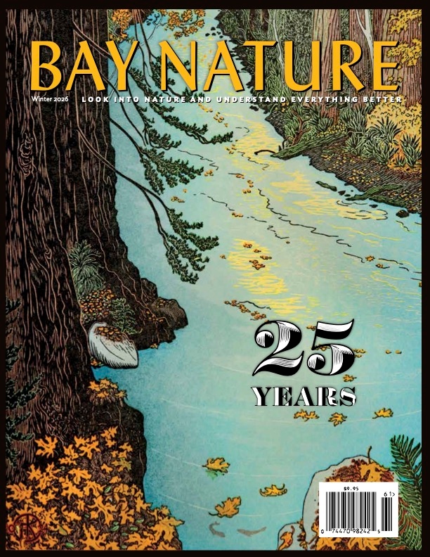 Product Description: For this special 25th anniversary issue, we go big. We exult in natural places transformed, over 25 years, by hard work. Then, we try to think like a salamander. We examine what lives on Solano County lands where billionaires propose a new city. We go roaming—sans phone! We explore a newly connected redwood corridor, a pocket marsh, and the mysteries of rainbows. We go walking at night and see what glows. We swim in murk.</br></br>Cover: “Lagunitas Creek Autumn” © 2025 Tom Killion.</br> Bay Nature Winter 2026