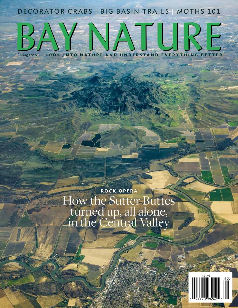 Product Description: Such drama! In this issue, we trek out to the Sutter Buttes to learn about the rock opera of its creation. We ponder the nature–vs.–nurture-ness of nests. We go mothing, at dusk, with a big sheet and a UV light. We explore a Big Basin reborn after fire, the new coastal patch at Estero Americano, and the intricate human-made waterways of Lookout Slough. We look out for dodder, that freaky orange mesh stuck on the pickleweed. We go swimming outdoors, again—this time in fish stew. Plus by-the-wind sailors, singing fish, nature nooks, and fancy crabs.</br> Bay Nature Spring 2026