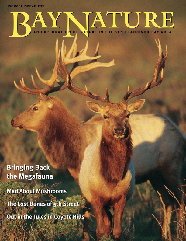 Product Description: Bay Nature Winter 2004