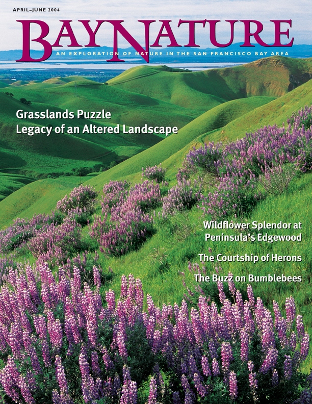 Product Description: Bay Nature Spring 2004