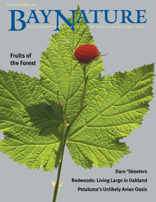 Product Description: Bay Nature Summer 2004