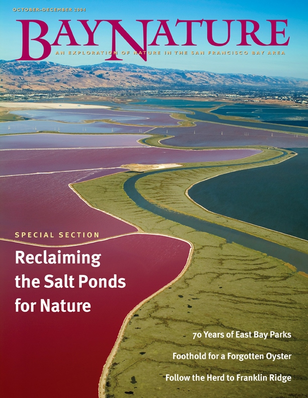 Product Description: Bay Nature Fall 2004