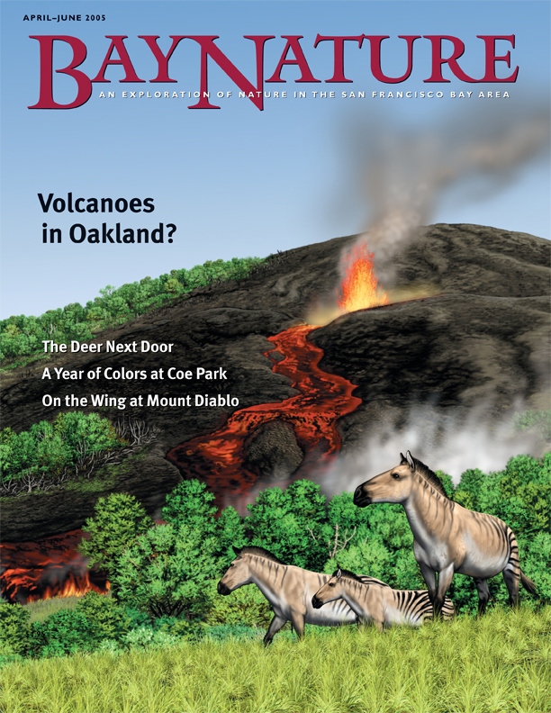 Product Description: Bay Nature Spring 2005