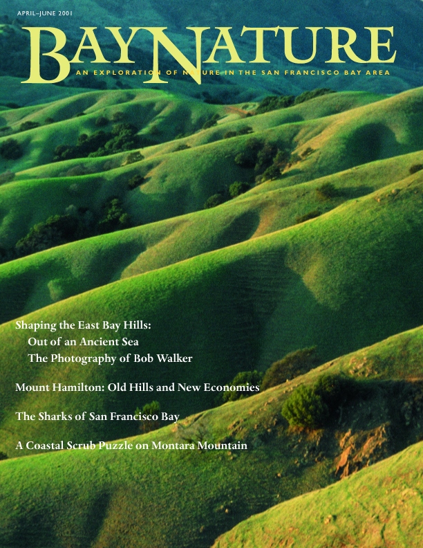 Product Description: Bay Nature's April-June 2001 issue explores the shaping of the East Bay hills, Mount Hamilton, sharks of San Francisco Bay, and coastal scrub.</br> Bay Nature Spring 2001