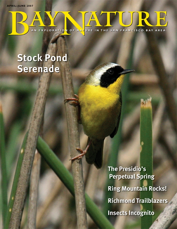 Product Description: Bay Nature Spring 2007
