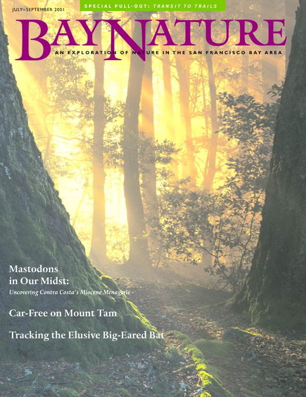 Product Description: Bay Nature's July-September 2001 issue explores mastodons in our midst (or in our past), going car-free on Mount Tam, and big-eared bats.</br> Bay Nature Summer 2001
