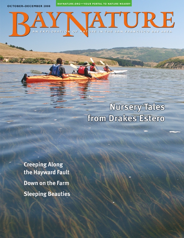 Product Description: Bay Nature Fall 2008