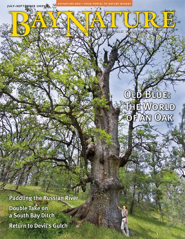 Product Description: Our summer 2009 issue features some of our area's lesser-known habitats and creatures. From the vantage points of kite-mounted cameras and field microscopes, two researchers study and record beautiful images of the diversity of life in a ditch at the South Bay salt ponds. In this issue we also discover by kayak the less-visited middle reach of the Russian River and learn some of the secrets of bats, tarweeds, and the tiny gall wasps that inhabit the ecosystem created by an oak tree. Cover image by Stephen Joseph,</br> Bay Nature Summer 2009