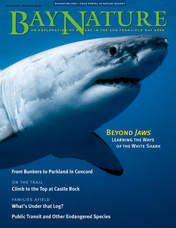 Product Description: Our winter 2010 issue looks beyond the media hype and into the long-range migrations of great white sharks, examines the Concord Naval Weapons Station's wildlife and landscape as well as its development and preservation possibilities, looks at an artist's vision of educating San Franciscans about local endangered species while promoting public transit, explores the unusual rock formations and abundant plant and animal life of Castle Rock State Park in the Santa Cruz Mountains, and elucidates the awesome phenomenon of huge wintertime aggregations (rafts) of ducks in San Francisco and Tomales bays. Cover photo by Jason Bradley/Green Stock Media, greenstockmedia.com.</br> Bay Nature Winter 2010