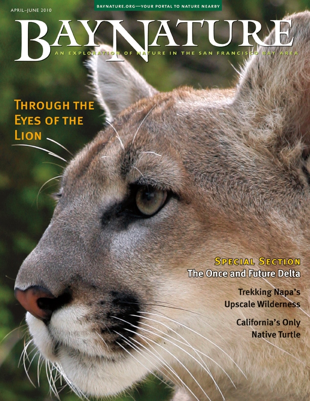 Product Description: In this issue, we introduce you to the secretive mountain lions that live in the Bay Area, to the past and present ecology of the Sacramento-San Joaquin River Delta and some of the possibilities for its future, to western pond turtles (the only native turtles on the Pacific Coast of North America), to the ruggedly beautiful Palisades of Napa County, and to an extinct plant that was rediscovered living alongside a busy San Francisco freeway.</br></br>Cover image by John Grow/Cheryl Gray-SLP Photography, slpstudios.com, for Felidae Conservation Fund.</br> Bay Nature Spring 2010