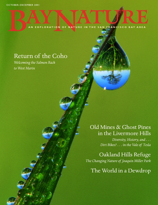 Product Description: Bay Nature's October-December 2001 issue explores coho salmon in West Marin, old mines in Livermore, Joaquin Miller Park, and the world in a dewdrop.</br> Bay Nature Fall 2001
