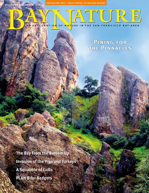 Product Description: This issue features the inhabitants of the fascinating subtidal ecosystem under the surface of the Bay, the feral pigs and wild turkeys that are multiplying and invading our terrestrial wildlands, the raucous and wily gulls that have learned to live in both our wild areas and our garbage dumps, and the diversity of life, from condors to wildflowers, that flourishes in the ancient volcanic landscape at Pinnacles National Monument.</br></br>Cover photo by William Dreskin.</br> Bay Nature Fall 2010