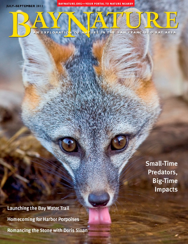 Product Description: Learn why medium-size predators like raccoons and skunks are thriving right under our noses. And why harbor porpoises are coming back to the Bay, making the Golden Gate Bridge a great wildlife watching spot.</br> Bay Nature Summer 2011