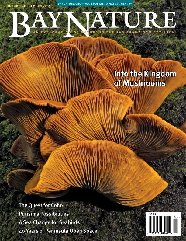 Product Description: Our cover story brings you the goods on the wild world of mushrooms. Plus we have features about the vanishing coho of the Santa Cruz Mountains, the 40th anniversary of the Midpeninsula Regional Open Space district, Purisima Creek Redwoods Open Space Preserve, and more.</br> Bay Nature Fall 2012