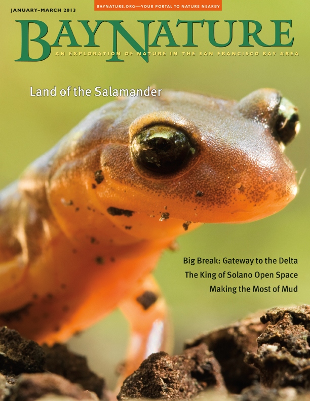Product Description: In our January 2013 issue, noted author (and one of our favorites!) David Rains Wallace surveys our region's remarkable diversity of salamanders and newts. Then we head east to Big Break Regional Shoreline in Oakley, where this fall the East Bay Regional Park District opened its first completely new visitor center in more than 30 years. We've also got stories about the King-Swett Ranches of Solano County, the littlest sandpipers along our shores, the important role of sediment -- yes, lowly mud -- in maintaining and restoring marshland habitats around the Bay in the face of sea-level rise. And more!</br> Bay Nature Winter 2013