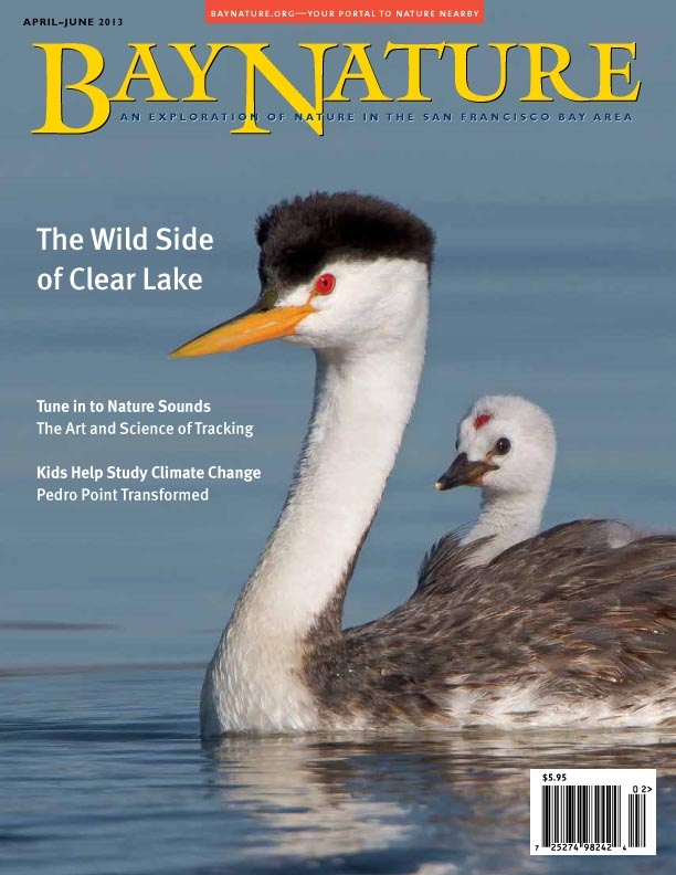 Product Description: Our spring 2013 issue journeys to Clear Lake, where grebes nest by the thousands, all kinds of wildlife are plentiful. A growing network of trails on land and water is turning the region into a great destination for birders, kayakers, and hikers too. The spring issue also brings you up close with wildlife: We meet the "acoustic ecologists" recording and preserving the natural soundscapes of places like Muir Woods. Then we head out with East Bay naturalists to learn to read the tracks and signs wildlife leave behind. Our climate change series highlights the California Phenology Project, a program that transforms regular people into data-gatherers helping chart the timing of plant blooms and other cycles already shifting thanks to climate change.</br> Bay Nature Spring 2013