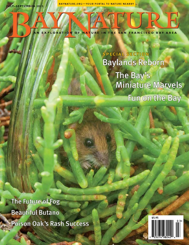 Product Description: Bay Nature Institute joins this year's celebration of "The Year of the Bay" with the publication of a special 16-page insert by award-winning environmental journalist Ariel Rubissow Okamoto. Baylands Reborn: Restoration and Renewal on San Francisco Bay traces the development of the art and science of wetland restoration around the Bay and looks at the enormous benefits for wildlife and society that the largest wetland restoration initiatives on the west coast have produced.</br></br>This issue also features the winners of our "Fun on the Bay" photo contest, and showcases the otherworldly realm of Bay plankton with microscope photos from acclaimed National Geographic photographer David Liittschwager. Beyond the Bay, we're profiling the oft-heard but not-often-seen wrentit, following fog researchers into the redwoods, and visiting Butano State Park, Big Basin's lesser-known sibling.</br> Bay Nature Summer 2013