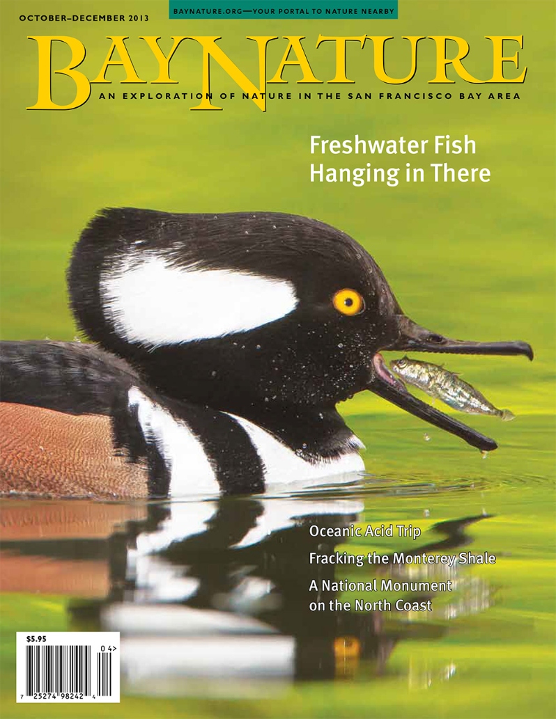 Product Description: Northern California's native fish may be down -- but they're not out, as Glen Martin writes in Bay Nature's fall 2013 issue. We also head south to condor country to unlock the secrets of the Monterey Shale, north to Mendocino for a walk through the spectacular California Coastal National Monument, and into our acidifying ocean to show that a French philosopher's visions of an ocean turned to lemonade aren't so harmonious after all.</br></br>Cover photo, of a hooded merganser contemplating lunch -- or a stickleback contemplating mortality -- by Steve Zamek.</br> Bay Nature Fall 2013
