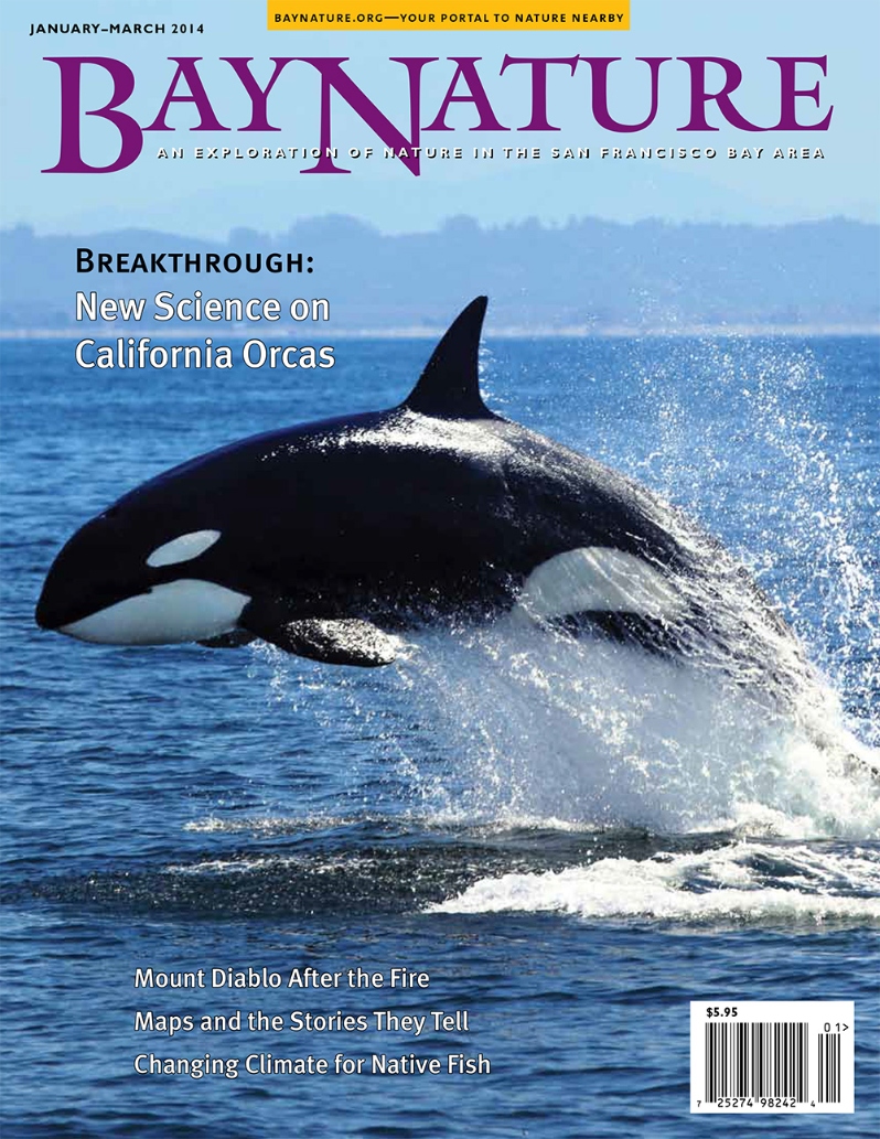 Product Description: As Bay Nature enters its 14th year, we're taking a long view of history in the East Bay Regional Parks. Poet and author John Hart walks us through the Park District's historic maps and the stories they tell about the era that produced them. It's said that time is the great healer, and writer Joan Hamilton keeps that ever in mind as she explores Mt. Diablo's Perkins Canyon to give a first-hand look at the mountain as it slowly recovers from last September's Morgan Fire. Then we turn our gaze seaward to track orcas with Point Reyes National Seashore biologist Sarah Allen, who describes our growing understanding of the different types of killer whales that visit our California shores. We peer into the future for a glimpse at what climate change means for our native fish, and spy on an ongoing war of the ants at Stanford's Jasper Ridge Biological Preserve.</br> Bay Nature Winter 2014