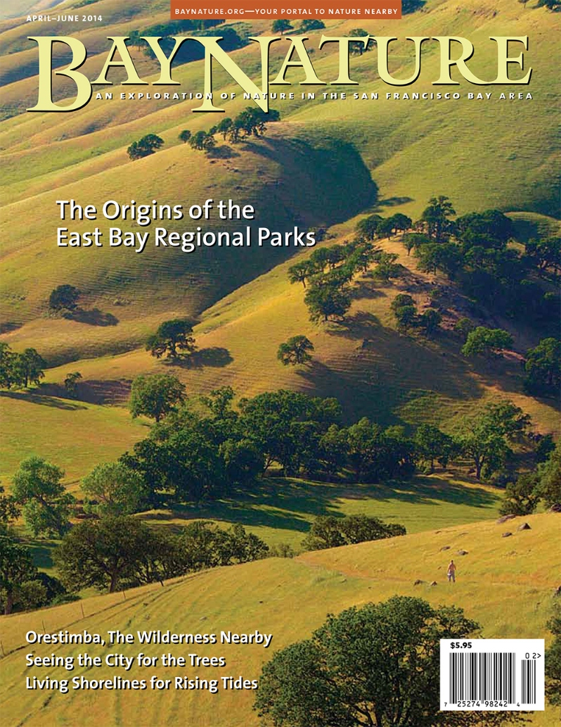 Product Description: Where do you find nature? Bay Nature's Spring 2014 issue celebrates the idea that nature's where you look for it. Leath Tonino finds adventure and understanding in a hammock strung high in a redwood tree, above the bright lights and barking dogs of urban San Francisco. Ron Erskine finds solitude in the Orestimba Wilderness, the Bay Area's only state-designated wilderness area and a spot so lonely it can get a little unnerving. Kenneth Brower looks through the eyes of the legendary landscape designer Frederick Law Olmsted, and finds beauty and enormous potential in a vision of the then-undeveloped East Bay Hills. We also go looking in the Bay, on a swim in the pond with the charismatic leopard shark and in the living shoreline.</br> Bay Nature Spring 2014