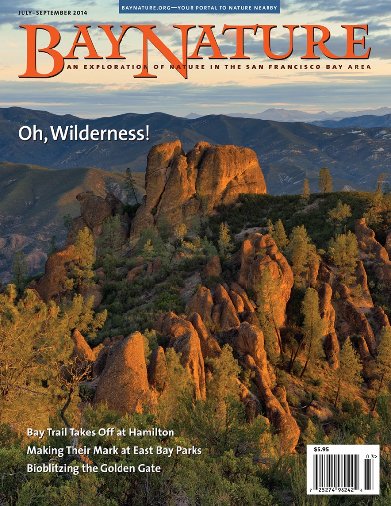 Product Description: It's the 50th anniversary of the federal Wilderness Act, and a time for reflecting on the meaning of wild and nature. Bay Nature's July-September 2014 issue explores the wilderness areas in our region, places that prove you don't have to be far from the city to find land "where man himself is a visitor who does not remain." We also turn to natural areas still in the making, like the Hamilton Wetlands restoration project, where a levee breach this spring will allow the Bay to slowly reclaim its former territory. On the 25th anniversary of the Bay Trail, 2.7 miles of new trail has just opened at Hamilton, a "yellow brick road" around the edge of the marsh where hikers and bikers can watch a wetland reborn. The July-September issue also features stories from a generation of retiring East Bay Regional Park District workers that came into the parks in the 1970s suffused with the spirit of the environmental, equal rights, and anti-war movements, leaving behind the largest regional park district in the nation. We uncover the majesty of sparkling bioluminescence; the fun and science behind a wild nature-counting weekend in the Golden Gate National Parks; and an attempt to really understand the effects of climate change at the local level.</br> Bay Nature Summer 2014