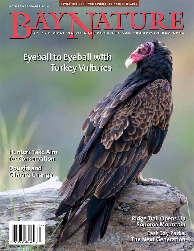 Product Description: For Fall 2014, Bay Nature explores the hidden life of the turkey vulture, a common but surprisingly mysterious regular in the Bay Area. Nature and culture writer Aleta George delves into the intertwined history of hunting and conservation, following prominent conservationists and environmentalists into the duck blinds and hunting grounds of Northern California. Longtime Sonoma Mountain resident Glen Martin takes a nostalgic walk on a soon-to-be-public Sonoma Mountain trail. Lexi Pandell chronicles a new generation of park workers in the East Bay, and the challenges they face as the East Bay Regional Park District looks to the future. And Bay Nature online editor Alison Hawkes asks: where has California's water gone, and with climate change, is it coming back?</br> Bay Nature Fall 2014