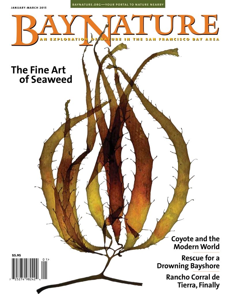 Product Description: Go behind the scenes with local nature in Bay Nature’s January-March 2015 issue. Delve into the secret beauty of seaweeds with ocean artist Josie Iselin, peer closely into the amazing world of lichens with Stephen Sharnoff, imagine the largest school of fish in the San Francisco Bay, and ponder the longevity and quiet strength of the resilient coyote. Our January issue also reveals the history, botany, and geography of Rancho Corral de Tierra on the San Mateo County Coast, reports on new developments in dealing with sea level rise, watches a restoration in the Presidio that begins with the plants you can't see, and checks in just below the frothing surf to answer a most mysterious question: how do seaweeds stay in place amidst all those waves?</br></br><em><strong>Cover photo:</strong> The specialized sporophyll blades of a giant kelp (</em>Macrocystis pyrifera<em>) generate spores that will disperse in the ocean and turn into the next generation of this large, ecosystem-building marine algae. (Josie Iselin, </em>lovingblind.com<em>)</em></br> Bay Nature Winter 2015