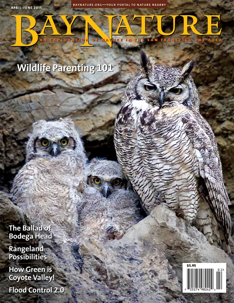 Product Description: Bay Nature's April-June 2015 issueexplores a wealth of human history and land use in the Bay Area. Writer Kenneth Brower remembers the small band of citizen activists who stood up to powerful corporate interests to keep nuclear power off the North Coast. Our On the Trail feature explores a new preserve in south San Jose that, by keeping out tech development, has preserved some of the pastoral character of the Coyote Valley. Ariel Rubissow-Okamoto takes a look at the way people have shaped creeks to our own purposes -- and how restoring creek mouths might provide opportunities for dealing with climate change. And a special supplement on ranching and rangelands wonders: If ranchers are such great conservation partners, why has ranching often been viewed as bad for the environment? Also featuring: beautiful calochortus lilies, bluebird boxes, wildlife parenting, and interviews with all three of Bay Nature's 2015 "Local Hero" award winners!</br></br>Cover photo, of a great horned owl and chicks, by Barry Grivett, San Jose, CA.</br> Bay Nature Spring 2015