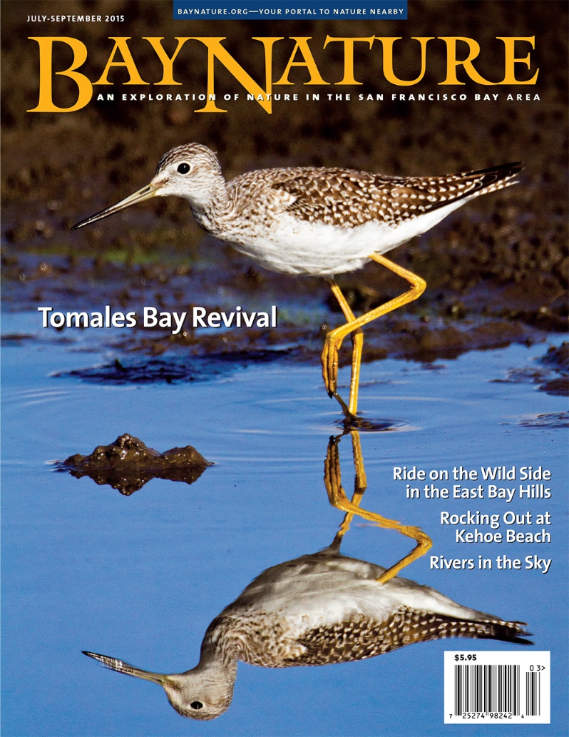 Product Description: Bay Nature’s July-September 2015 issue moves from the shores of Point Reyes to the East Bay hills and then up into the sky over the Pacific. In our cover story, Audubon Canyon Ranch’s director of conservation science John Kelly and wildlife biologist Jules Evens chronicle the mighty and swift return of wildlife to Tomales Bay in West Marin since the restoration of its wetlands in 2008. On the other side of the Point Reyes peninsula geologist Doris Sloan “reads” the many rock formations at Kehoe Beach for our On The Trail feature. With mountain biker and open space advocate Austin McInerny leading the ride, writer Greg Fisher explores bike-friendly trails in the East Bay Regional Park District. Environmental researcher Lester Rowntree explains why torrential rainstorms—driven by atmospheric rivers from the tropics—may be the new normal in the Bay Area. The issue also includes: new plant pathogens, an interview with up-and-coming climate scientist Daniel Swain, why migrating birds get lost, and how to see the summer’s showiest meteor shower.</br></br>Cover photo by David R. Moore</br> Bay Nature Summer 2015