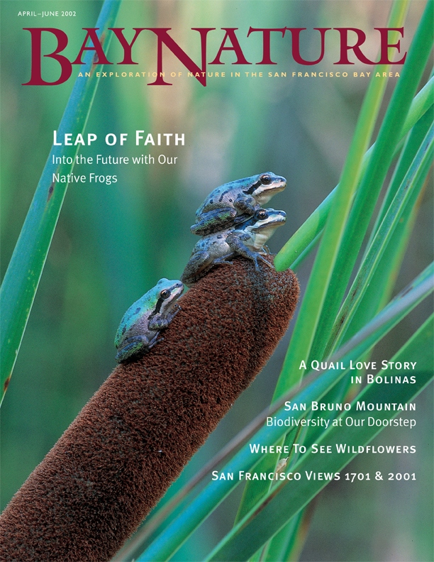 Product Description: Bay Nature Spring 2002