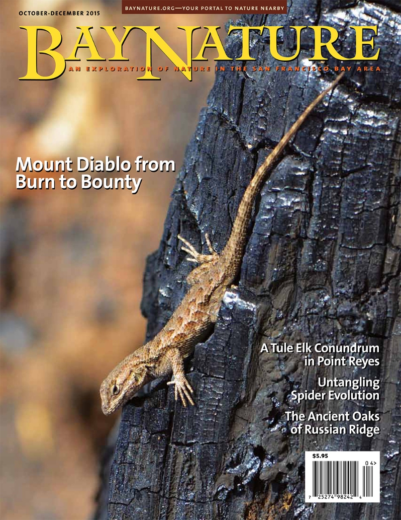 Product Description: Two years ago this fall, Mount Diablo was smoking from a 3,000-acre fire. Now the mountain is back, as Joan Hamilton writes in the October issue of Bay Nature. Plus: tule elk and cows struggle to coexist in Point Reyes; a hike through the ancient oaks of Russian Ridge; Northern California spiders as a window into the tangled web of spider evolution; sandhill cranes, Mount Tam citizen science, and more!</br></br>Cover photo by Sally Rae Kimmel</br> Bay Nature Fall 2015