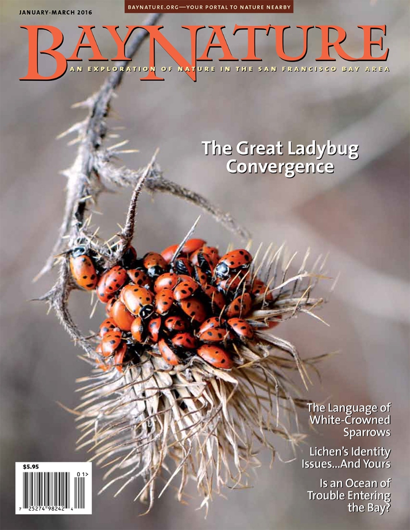 Product Description: The January-March issue takes readers to the streets and parks of San Francisco where the evolving songs of white-crowned sparrows are the subject of ground-breaking studies thanks to 50 years of data. Plus: Dark, cold, and oxygenless ocean water may be invading our Bay; the beguiling and unexpectedly philosophical existence of lichen; a paddling trip through the long-fought for and newly restored wetlands at Cullinan Ranch on San Pablo Bay; as well as a look at the ladybugs that huddle in our hills.</br></br>Cover photo by Sally Rae Kimmel</br> Bay Nature Winter 2016