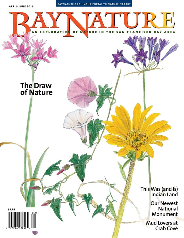 Product Description: The April-June issue explores the Amah Mutsun tribal members’ recovery of traditional ecological knowledge with the support of the state parks, UC researchers, and a land trust near Año Nuevo State Park. Plus: A back-road tour of the Berryessa Snow Mountain National Monument; an introduction to John Muir Law’s philosophy on nature journaling and techniques; a muddy school adventure at Crab Cove; how horizontal levees can keep sea level rise at bay; and an excerpt from Nathanael Johnson’s terrific new book, Unseen City: The majesty of pigeons, the discreet charm of snails, and other wonders of the urban wilderness.</br></br>Cover illustration by John Muir Laws</br> Bay Nature Spring 2016