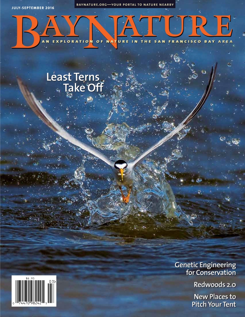 Product Description: Bay Nature’s July-September issue explores cutting-edge and controversial approaches to restoring the Bay Area’s environment. Writer Joan Hamilton talks to conservation groups logging disturbed redwood forests in the Santa Cruz Mountains in an effort to bring back old growth groves that support imperiled species. Our On the Trail story looks at new opportunities to camp on private land, an idea that supports landowners and means more camping spots for everyone. Delving into genetic engineering breakthroughs, Bay Nature editor Alison Hawkes investigates their potential to eradicate invasive species or cause unforeseen problems. Our Conservation in Action department explores the “perversely optimistic” vision of leading ecologist Peter Baye to bring back the arguably uncharismatic California sea-blite to the Bay’s shores. The issue also features: An examination of sand; the historic return of California least terns; a lively interview with retired Heyday Books publisher Malcolm Margolin, and much more.</br></br>Cover photo by Jerry Ting.</br> Bay Nature Summer 2016