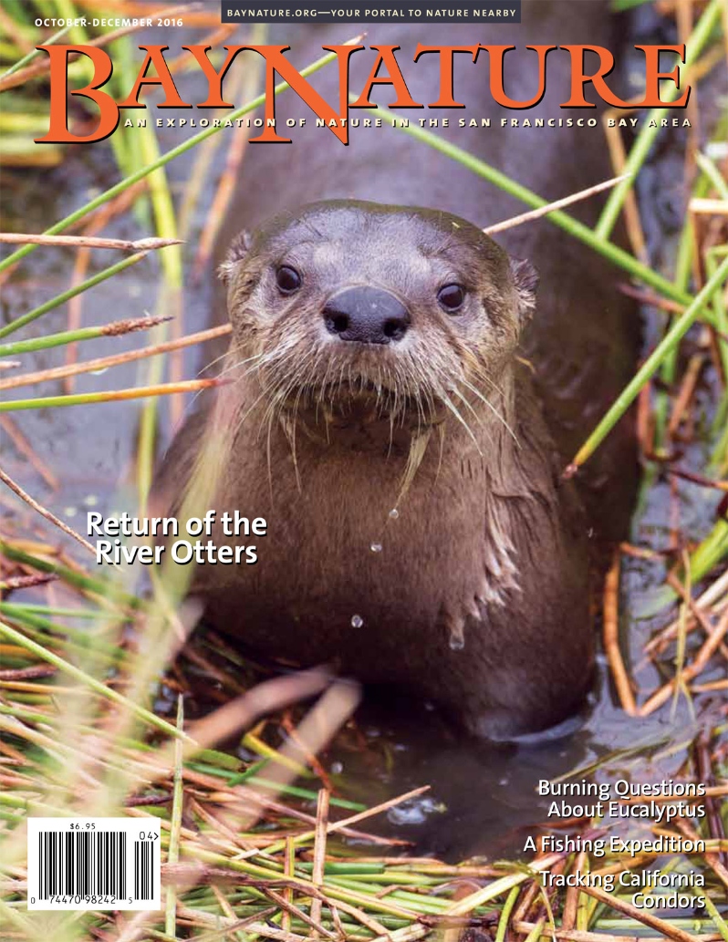Product Description: Bay Nature’s October-December issue highlights both recent successes in the returnof wildlife and opening up of new lands in the Bay Area, as well as ongoingchallenges in managing our urban landscape. Reporter Kat McGowan writes aboutthe quiet return of river otters to the Bay Area as she tags along with Megan Isadore,co-founder of the River Otter Ecology Project whose citizen scientists are carefullydocumenting the otter’s comeback. Visiting the newly opened Eden Landing, our Onthe Trail story explores the restored salt ponds along the Hayward shoreline thatprovide peaceful hiking, biking, bird watching, and boating opportunities. In ourConservation in Action department, Bay Nature contributing editor Alison Hawkesreviews the slow and precarious return of California condors from the brink ofextinction in Pinnacles National Park. We also recognize the 25-year anniversary ofthe devastating Tunnel Fire this October with an examination of the flammability ofeucalyptus trees and the ongoing controversy around them in the East Bay hills. Theissue also features: An interview about “tipping points” in nature with StanfordUniversity paleoecologist Elizabeth Hadly; a fishing expedition in the East Bayparks; and an ode to California bay laurel trees and their tasty fruits, which are ripefor picking this fall.</br></br>Cover photo by Daniel Dietrich, pointreyessafaris.com.</br> Bay Nature Fall 2016