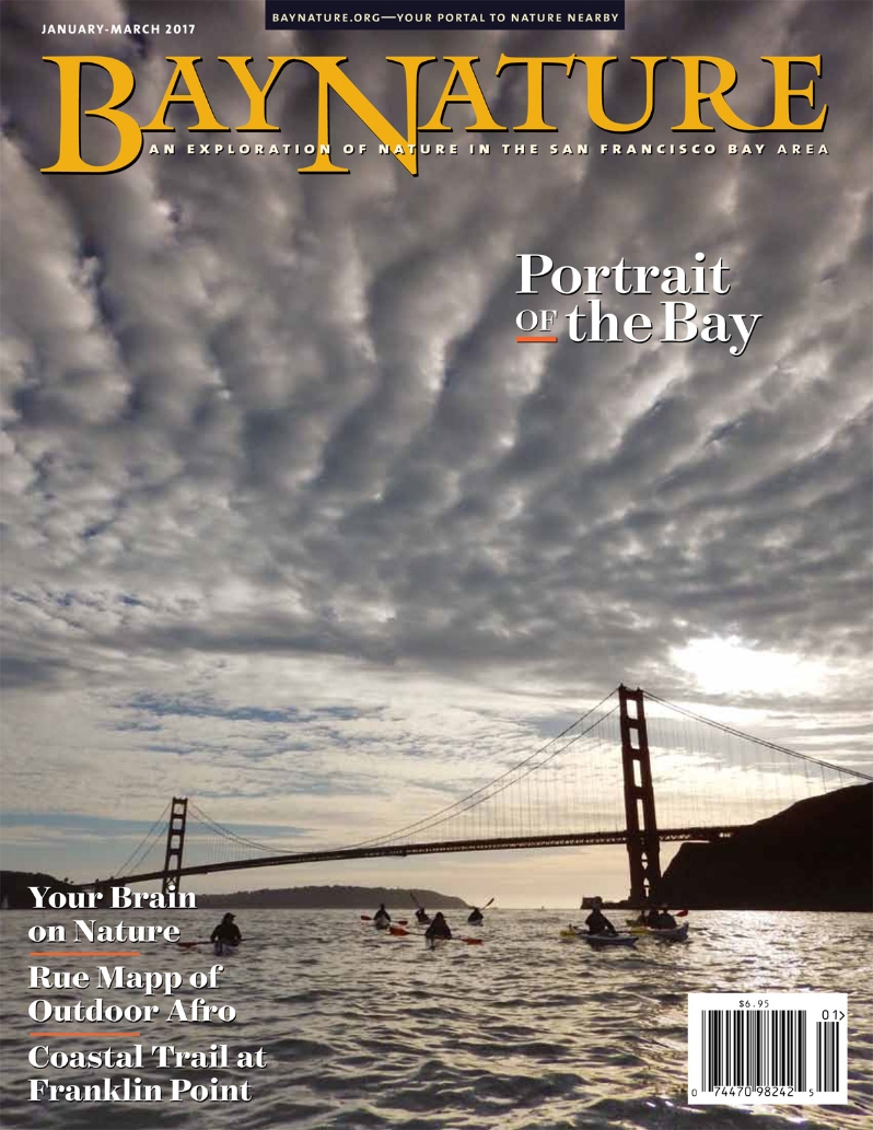 Product Description: Bay Nature’s January-March issue kicks off 2017 with a deep look at the body of water that binds everyone living in the region: the Bay. In a ten-page spread with photographs by National Geographic photographer David Liittschwager, the story explores our present, past, and future relationship to this often overlooked, wild place and is written by Bay Nature editorial director Eric Simons. Another story peers inside ourselves and at our physiological responses to nature—“why does the outdoors make us feel so good?” asks Bay Nature contributing editor Alison Hawkes. Two lyrical vignettes about redwood logging in the East Bay hills and coal mining around Mt. Diablo in the 1800s are excerpted from Heyday’s forthcoming book Lost Worlds of the San Francisco Bay Area by Sylvia Linsteadt. Hike along the bluffs in northern Año Nuevo State Park with botanist Toni Corelliand writer Nate Seltenrich and get an update on the California Coastal Trail. Also read a first person essay by Outdoor Afro founder Rue Mapp, a paean to the noisy Pacific chorus frog, about a program to help orphaned sea otter pups in Monterey, and much, much more.</br>Cover imageby Diane Poslosky</br> Bay Nature Winter 2017