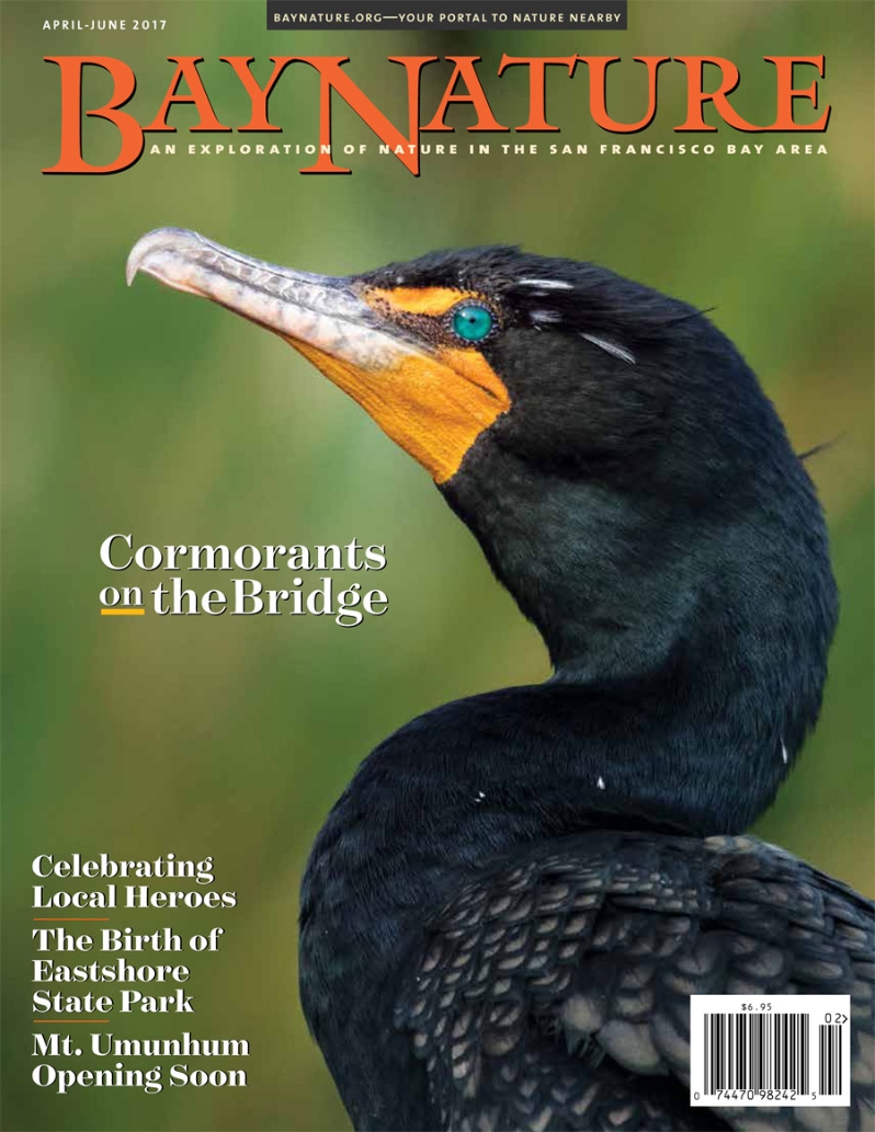 Product Description: Bay Nature’s April-June issue is full of stories about the success and resilience found in nature and the conservation movement. They’re reminders of our strengths and how to sustain them. After years of work to acquire, clean up, and restore the summit of Mount Umunhum in the Santa Cruz Mountains, the land and a new trail will be open to the public this fall. Another story covers the making of the McLaughlin Eastshore State Park, a prolonged battle to prevent 8.5 miles of the East Bay shoreline from development. Double-crested cormorants have made a remarkable comeback in the Bay Area and nationwide, but the fate of a preferred nesting area here is tangled up in the historic dismantling of the old Bay Bridge, where the birds have sustained a colony for at least 30 years. We also celebrate the outstanding contributions of four individuals to the regional conservation movement with our annual Local Heroes Awards. Read about the good works of David Lewis with Save The Bay; Rebecca Johnson and Alison Young from the California Academy of Sciences; and Uriel Hernandez from Canopy. The issue also includes a profile of a Bewick’s wren, research on Sudden Oak Death, historic floods in California, and much, much more.</br>Cover imageby Alice Zhuk</br> Bay Nature Spring 2017