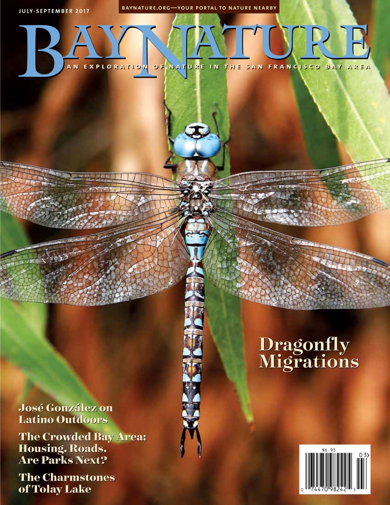 Product Description: The July-September issue of Bay Nature explores our many-faceted relationship to parks and open space in the Bay Area. Jeremy Miller reports on the reality and myth of overcrowding in our parks, from full parking lots to empty trails to future park advocates. Author David Rains Wallace takes us to the East Bay Regional Park District site where more than a million endangered Mount Diablo buckwheat plants have sprouted and open space has proven the best defense against extinction. Federated Indians of Graton Rancheria tribal chairman Greg Sarris writes about his tribe’s long and evolving relationship to Tolay Lake in southern Sonoma County as a place of healing and the significance of opening the land to the public this fall. There are also stories about Latino Outdoors, the last frontier in birding, the Natural Areas Program in San Francisco, what proposed federal budget cuts mean for Bay Area nature, dragonfly migrations, telling the temperature with crickets, and much, much more.</br>Cover imagebyRick Lewis</br> Bay Nature Summer 2017
