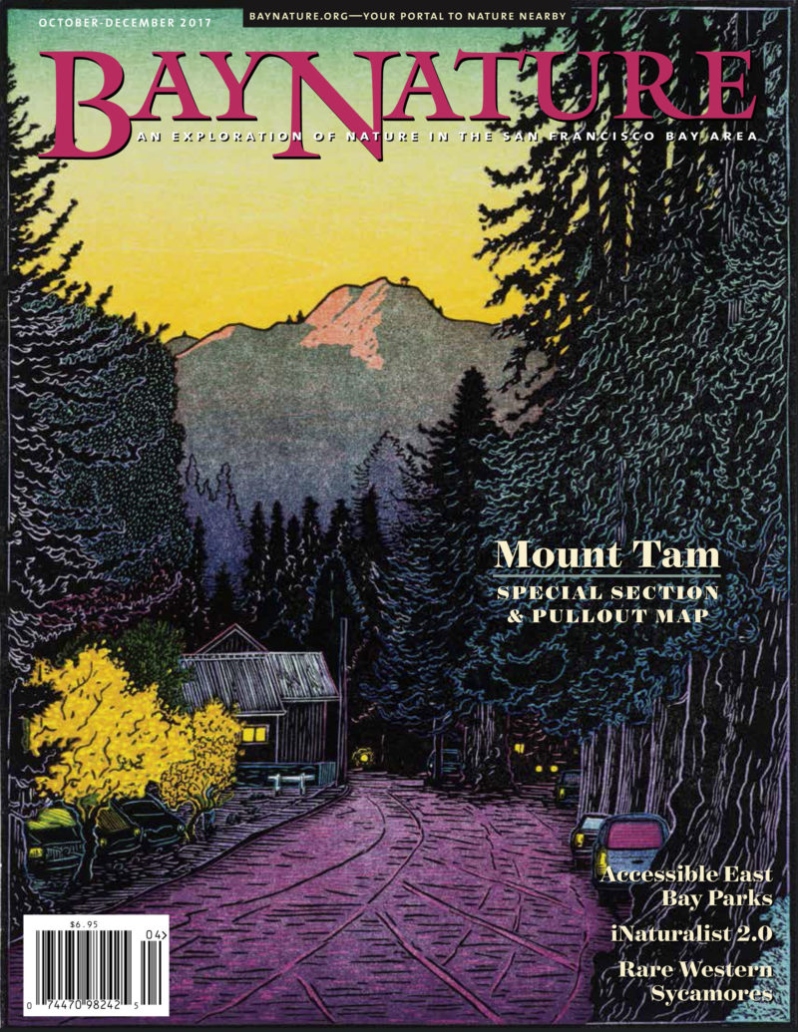 Product Description: The October-December issue of Bay Nature pays special tribute to Mount Tamalpais and the lands surrounding it in Marin County. The 16-page special section explores the mountain’s many habitats and creatures and the state of their health, as well as including a pull out trail map to the entire region; the special section was produced with the generous support of, and in collaboration with, the Tamalpais Lands Collaborative. Also in the issue journalist Kathleen Richards and her father, who is recovering from a stroke, explore East Bay Parks and their accessibility. Writer Sylvia Linsteadt takes a walk in Livermore’s Sycamore Grove Park amid its centuries old western sycamores, a tree that defines a once-prevalent habitat in California. Author Mary Ellen Hannibal interviews co-founder and newly-retired executive director of Bay Nature Institute David Loeb about the organization’s history and his next steps. Other stories include controlling the invasive Cape ivy with an exotic fly, the particular smell of fall in the Bay Area, iNaturalist 2.0, first photos of what lives in Cordell Bank Marine Sanctuary at more than 5,000 feet, and much, much more.</br></br>Cover imagebyTom Killion.</br></br>OUT OF STOCK</br> Bay Nature Fall 2017