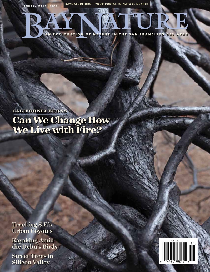 Product Description: Bay Nature's January-March 2018 issue covers California's conversation-changing 2017 fires, new research on San Francisco's coyotes, Delta birds by kayak, and street trees of Silicon Valley. Plus carbon offsets, tundra swans, Yosemite rockfalls, and more.</br>Cover imagebyMcNair Evans</br> Bay Nature Winter 2018