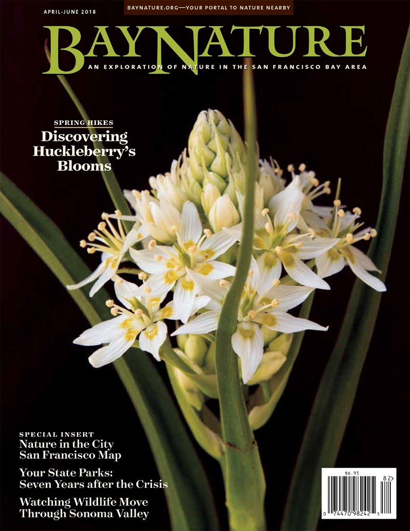 Product Description: The April-June issue of Bay Nature covers in 64-pages everything from the wild and urban spring hikes to the future of the California state park system. If you’ve never explored Huckleberry Botanic Regional Preserve's loop hike through some of California’s rare and unique plants, Stephanie Penn’s story and plant portraits will supply you with new insight and inspiration. Also in this issue is a special new map of nature in San Francisco by Nature in the City that captures migrating green butterflies, eclectic urban canopy, croaking frogs, sea level rise, trails to traverse, and much more. In an in-depth feature, reporter Alissa Greenberg investigates the new model for our ailing state park system that’s emerged over the past seven years and the significance of Proposition 68—the Parks, Environment, and Water Bond—on the June ballot. A special 8-page sponsored section produced by Bay Nature in collaboration with Sonoma Land Trust lays out the science of wildlife corridors, the importance of the Sonoma Valley wildlife corridor to populations of dozens of species, and Sonoma Land Trust’s work to protect it. Featured in these pages are also the 2018 recipients of Bay Nature’s local hero awards: POST president Walter T. Moore, Pepperwood president and CEO Lisa Micheli, and City of San Mateo park ranger Sandra Corzantes. Other stories cover San Francisco Bay surf scoters, fire-follower flowers in the North Bay, the upcoming City Nature Challenge, viewing Jupiter, and much, much more.</br>Cover imagebyStephanie Penn</br> Bay Nature Spring 2018