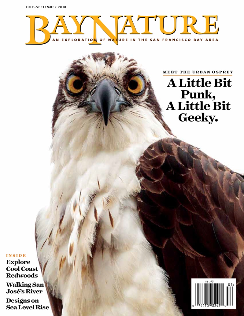 Product Description: The summer issue of Bay Nature includes stories about the arrival of urban osprey, summer hikes, protection of the last old growth redwoods in Sonoma County, and future visions of the Bay’s shoreline. Environmental writer Kim Todd reports on osprey—those pescatarian raptors—that have settled in along the Bay’s industrial shoreline for the first time, while reporter Zach St. George takes stock of the year-long Resilient by Design competition that produced nine concepts for reimagining the Bay’s shore in the face of sea level rise. In a special 8-page sponsored section produced by Bay Nature in collaboration with Save the Redwoods League, we provide an in-depth look at the newly discovered and oldest living coast redwood tree and surrounding forest in Sonoma County, now protected by the League. Bay Nature’s digital editor Eric Simons walks and bikes the 14-mile urban Guadalupe River wending through the nature, culture, and geography of San José; the issue includes six other suggested hikes for this summer, as well as ideas for volunteering in the East Bay Regional Park District, which works with more than 24,000 volunteers annually. Other stories cover why the West Antarctic sheet matters to the Bay Area, fur seals on the Farallones, Flower Piano in the SF Botanic Gardens, cabbage white butterflies, and much more.</br></br>Cover imagebyRandall Bryett</br> Bay Nature Summer 2018